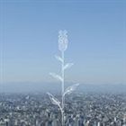 コブクロ / 蕾（通常盤） [CD]